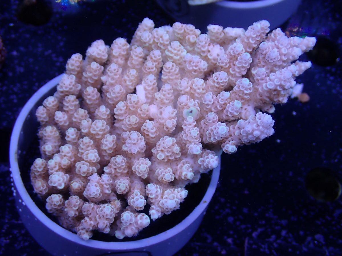 Acropora  オーストラリア産032