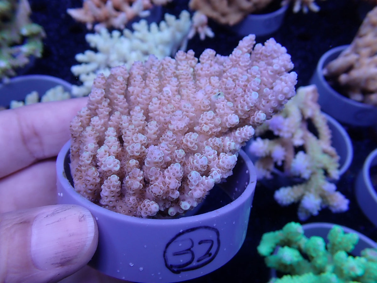 Acropora  オーストラリア産032