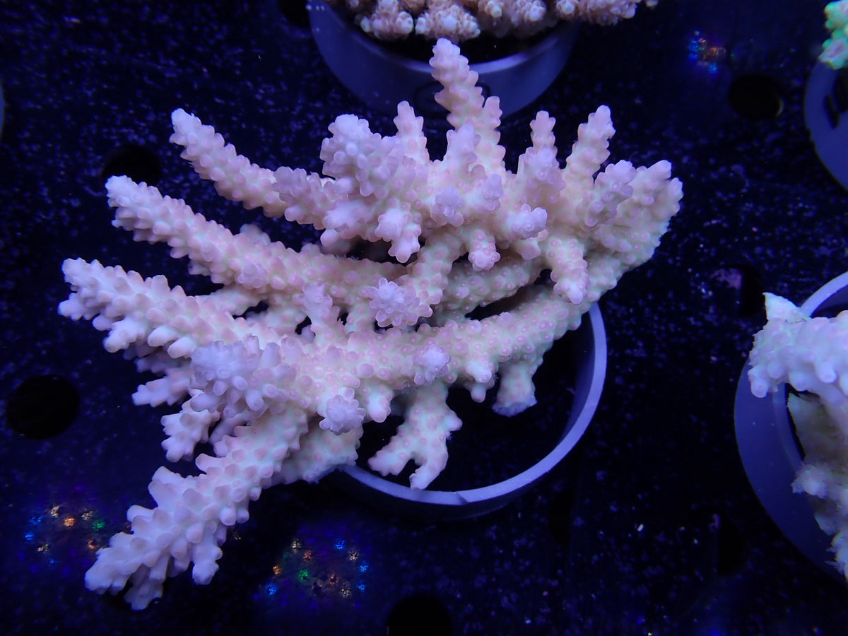 Acropora  オーストラリア産031