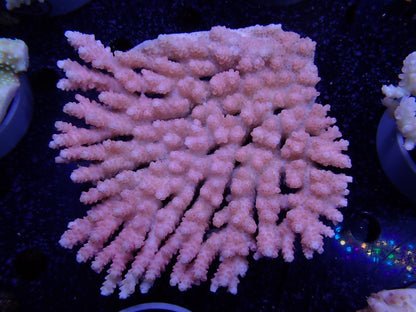 Acropora  オーストラリア産030