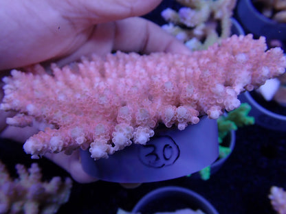 Acropora  オーストラリア産030