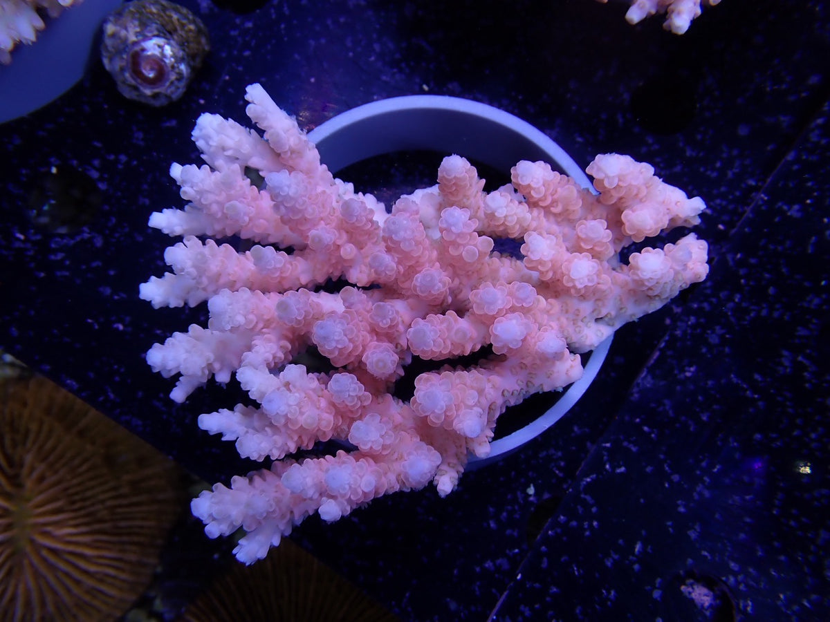 Acropora  オーストラリア産029