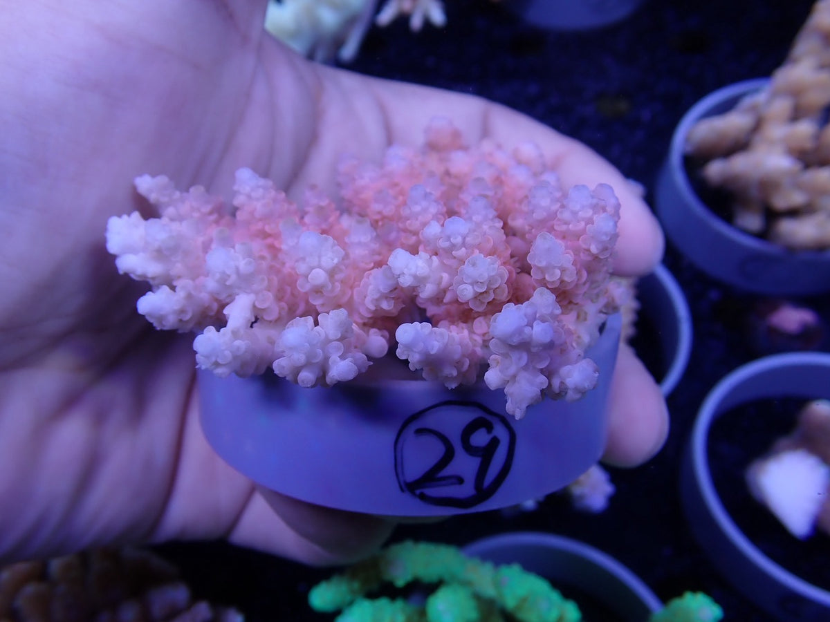 Acropora  オーストラリア産029