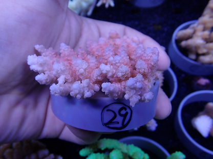 Acropora  オーストラリア産029