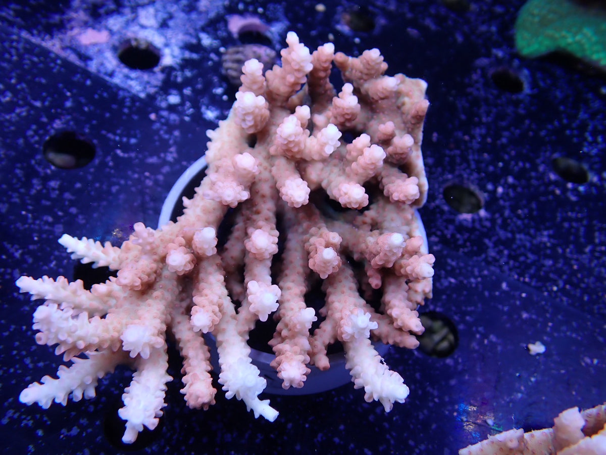 Acropora  オーストラリア産028