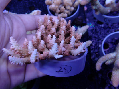 Acropora  オーストラリア産028