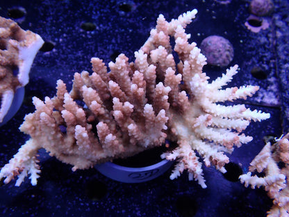 Acropora  オーストラリア産027