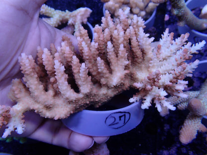 Acropora  オーストラリア産027