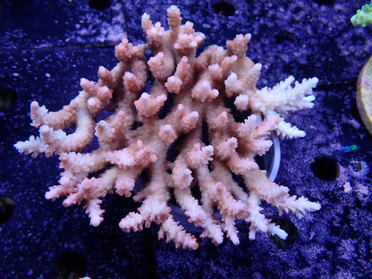 Acropora  オーストラリア産026