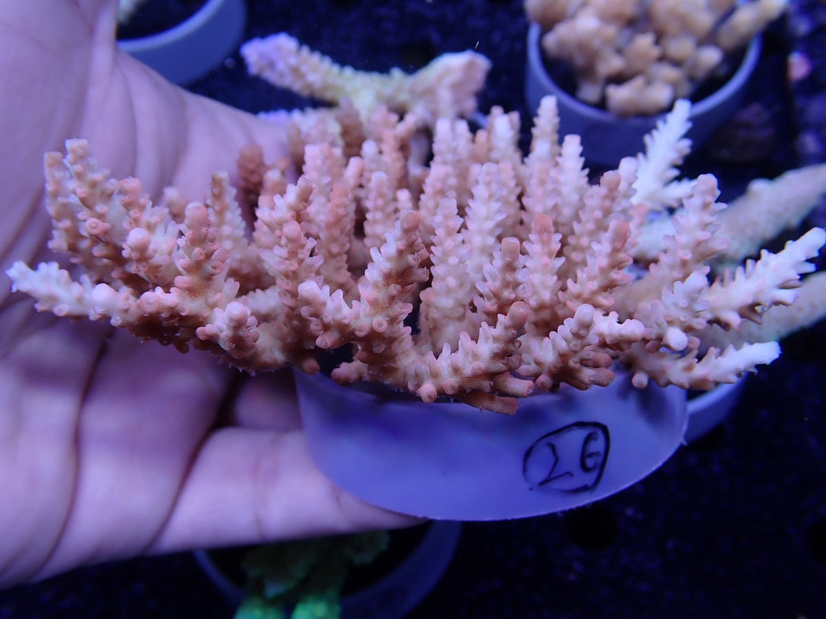 Acropora  オーストラリア産026