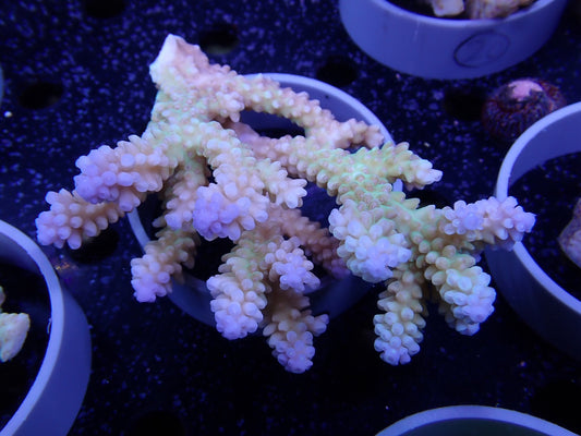 Acropora  オーストラリア産025