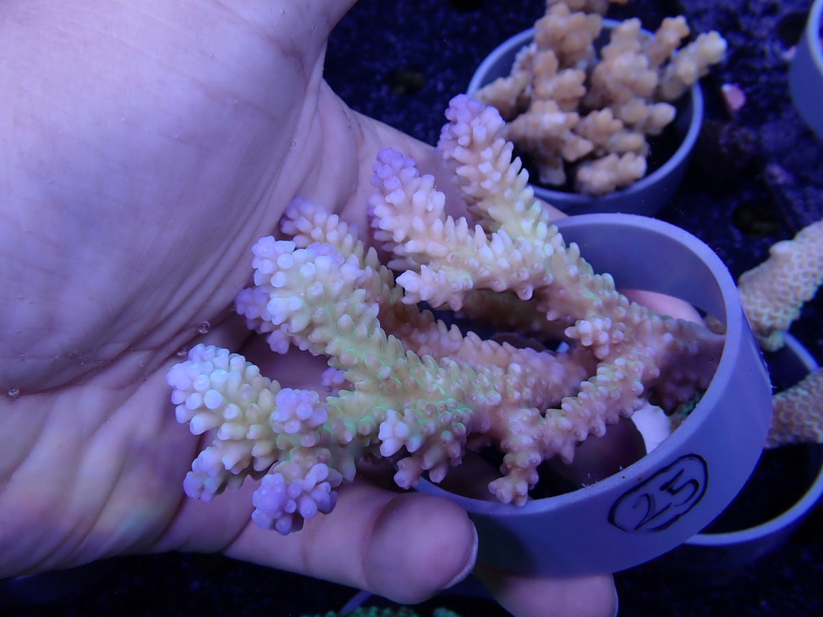 Acropora  オーストラリア産025