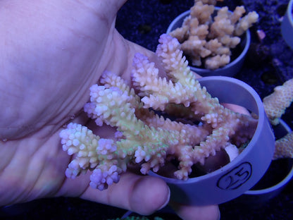Acropora  オーストラリア産025
