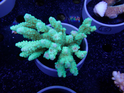 Acropora  オーストラリア産024