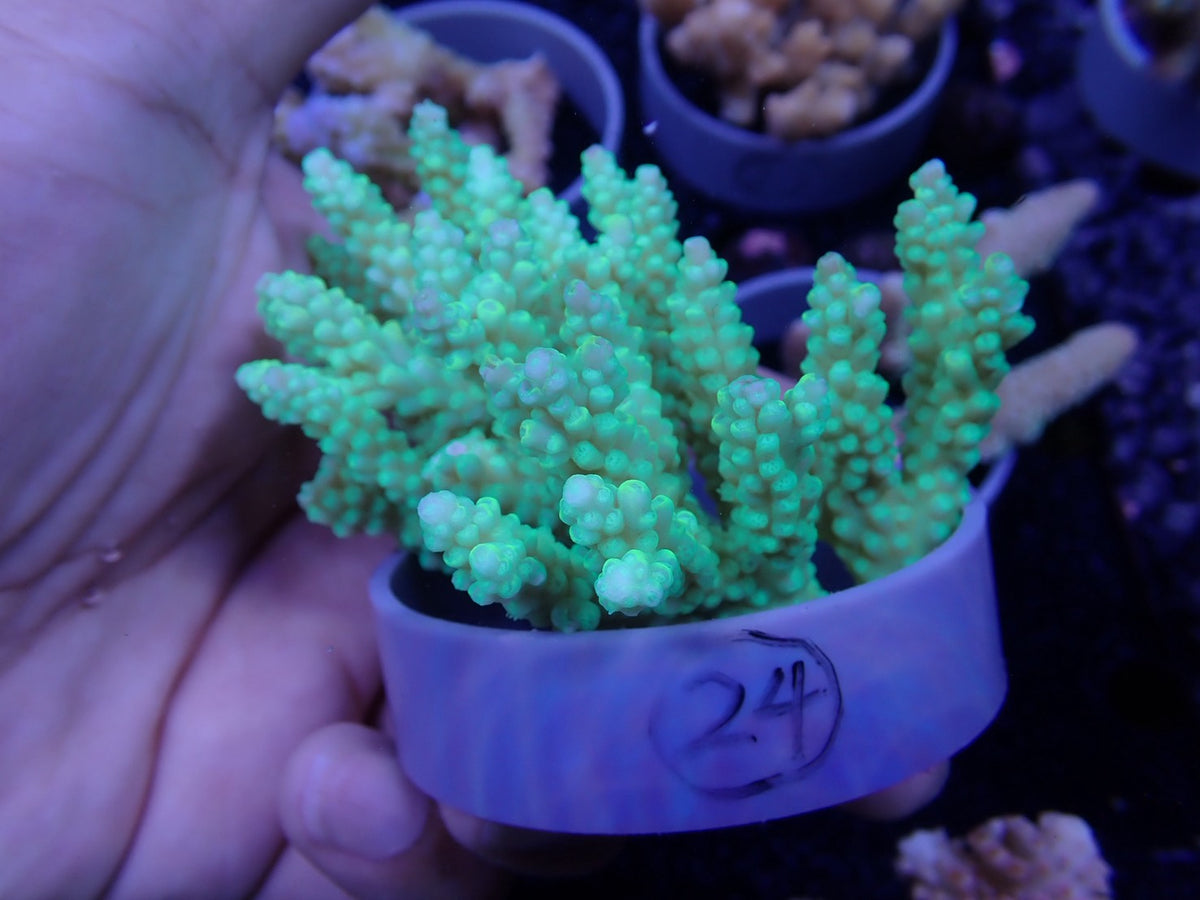 Acropora  オーストラリア産024