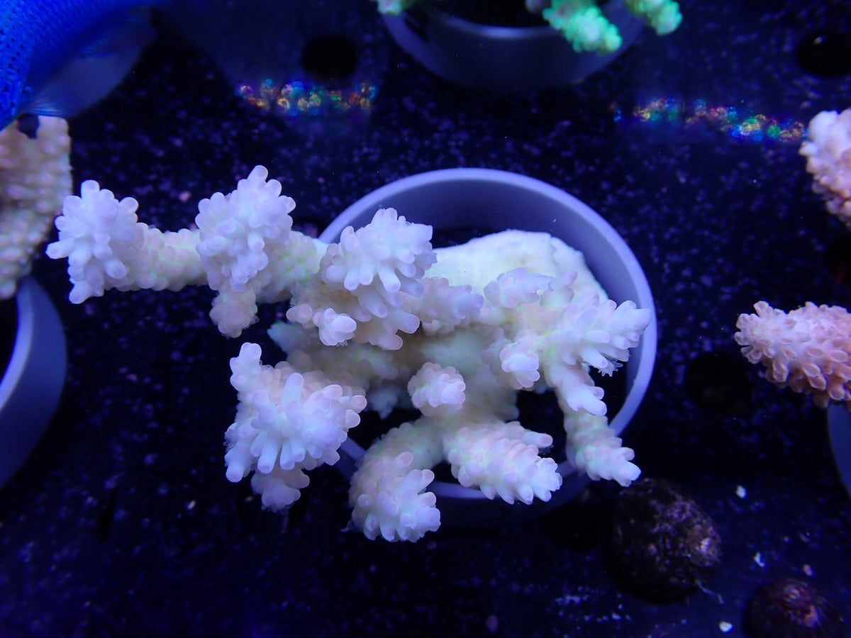 Acropora  オーストラリア産023