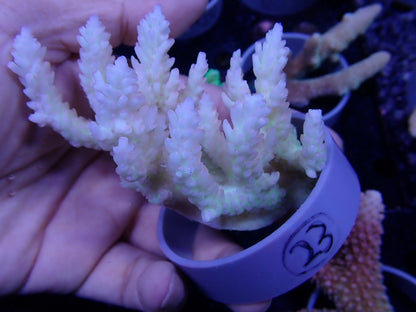 Acropora  オーストラリア産023