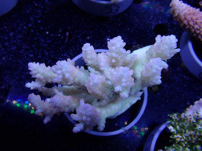 Acropora  オーストラリア産022