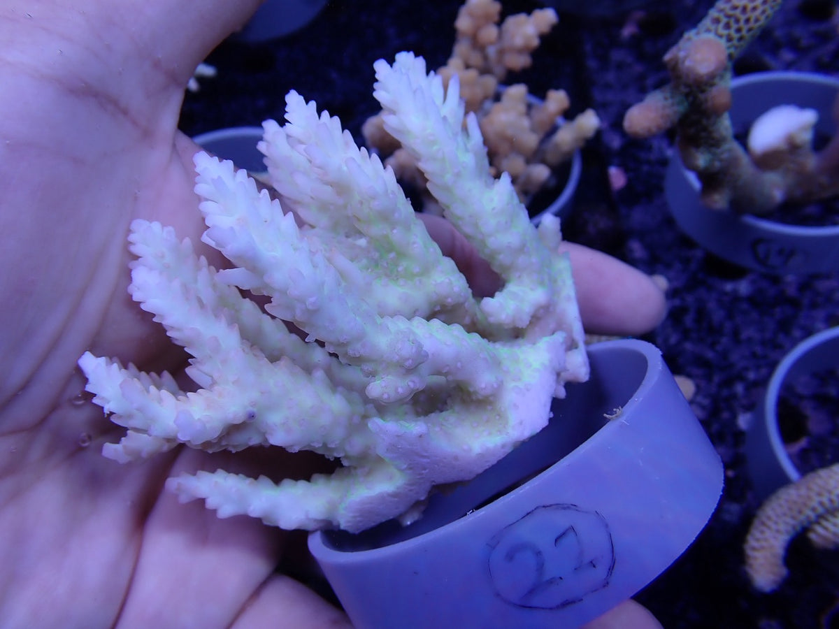 Acropora  オーストラリア産022