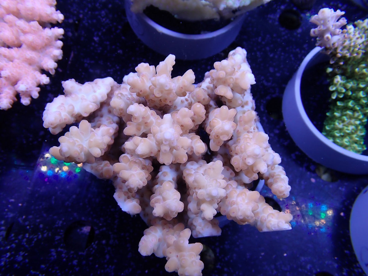 Acropora  オーストラリア産021
