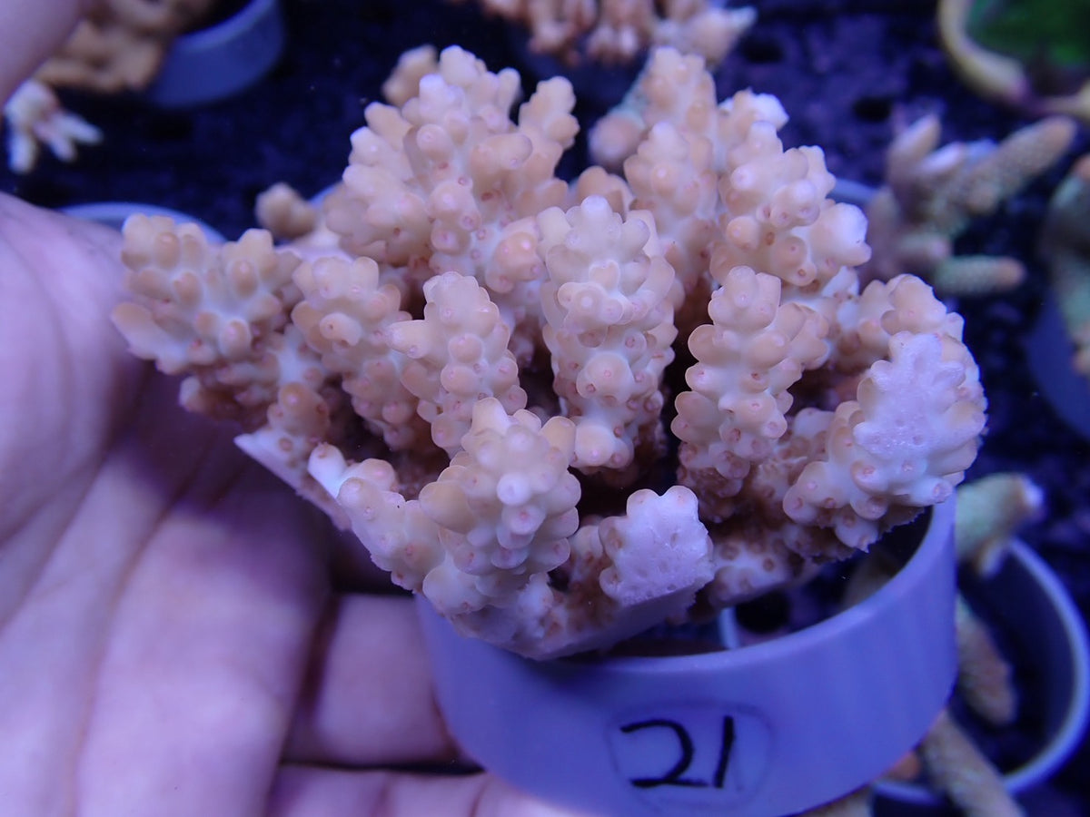 Acropora  オーストラリア産021