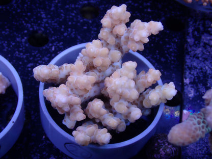 Acropora  オーストラリア産020