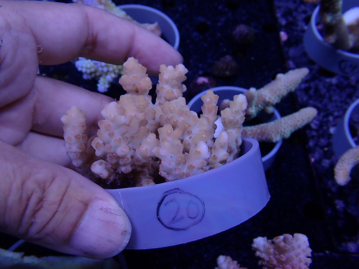 Acropora  オーストラリア産020