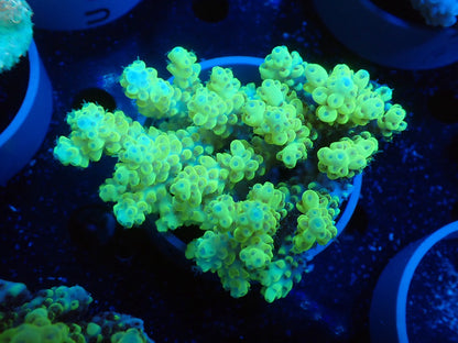 Acropora  オーストラリア産048