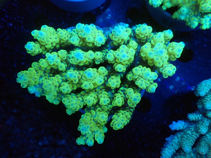 Acropora  オーストラリア産047