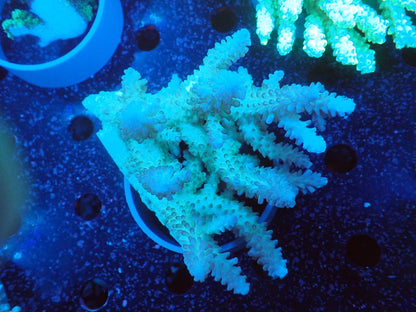Acropora  オーストラリア産052