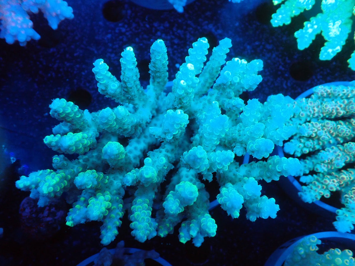 Acropora  オーストラリア産046