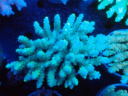 Acropora  オーストラリア産046