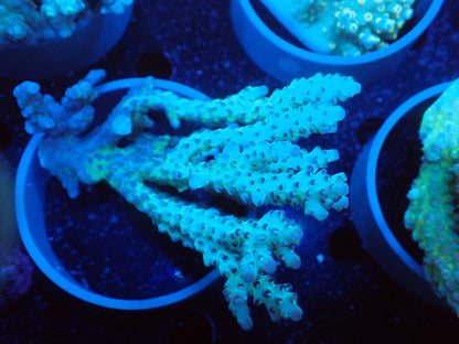 Acropora  オーストラリア産045