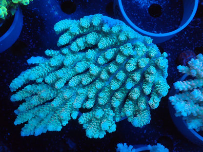 Acropora  オーストラリア産043