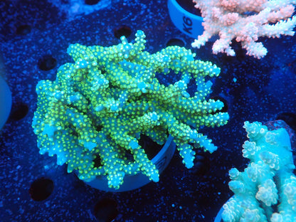 Acropora  オーストラリア産042