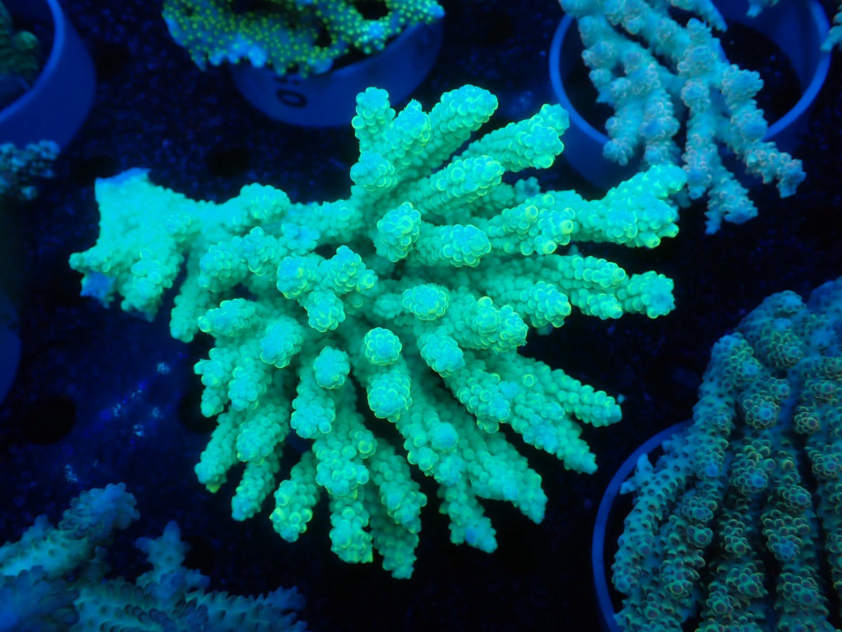 Acropora  オーストラリア産041