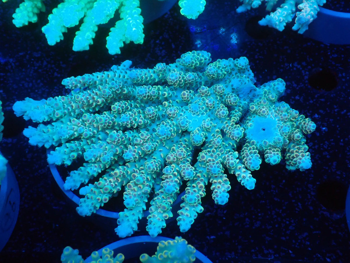 Acropora  オーストラリア産040