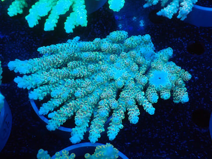 Acropora  オーストラリア産040