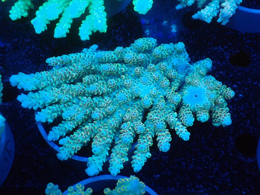 Acropora  オーストラリア産040