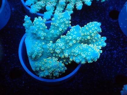 Acropora  オーストラリア産039