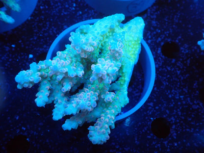 Acropora  オーストラリア産038
