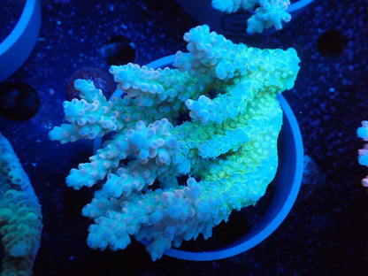 Acropora  オーストラリア産037