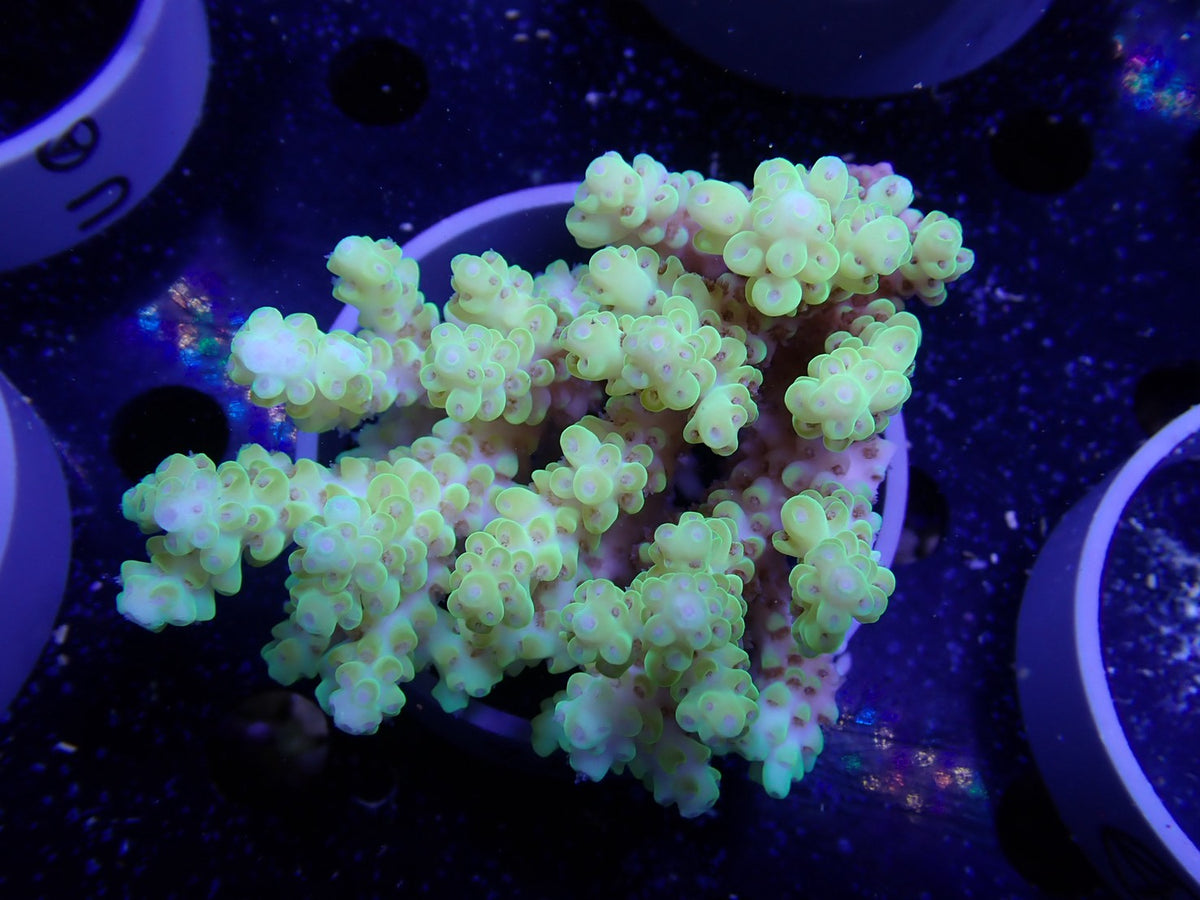 Acropora  オーストラリア産048