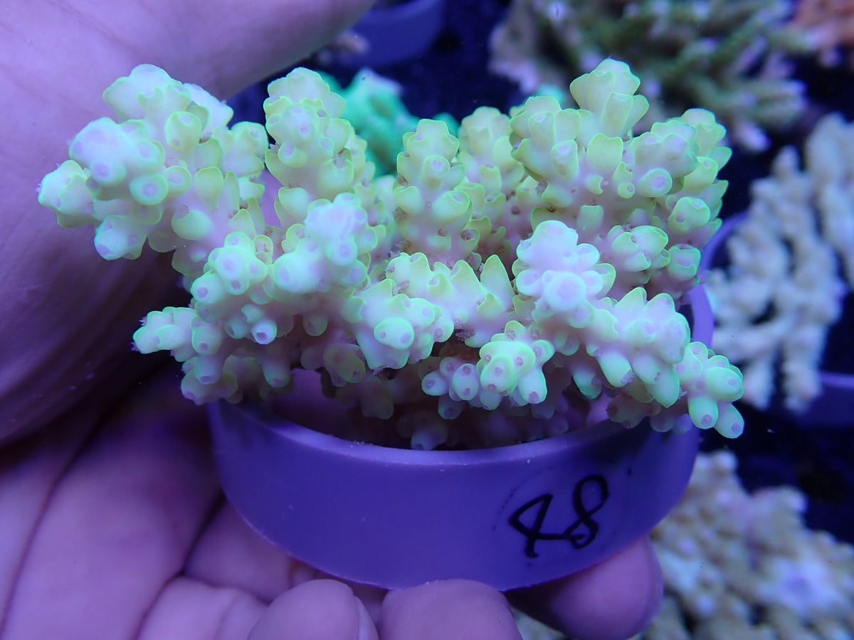 Acropora  オーストラリア産048