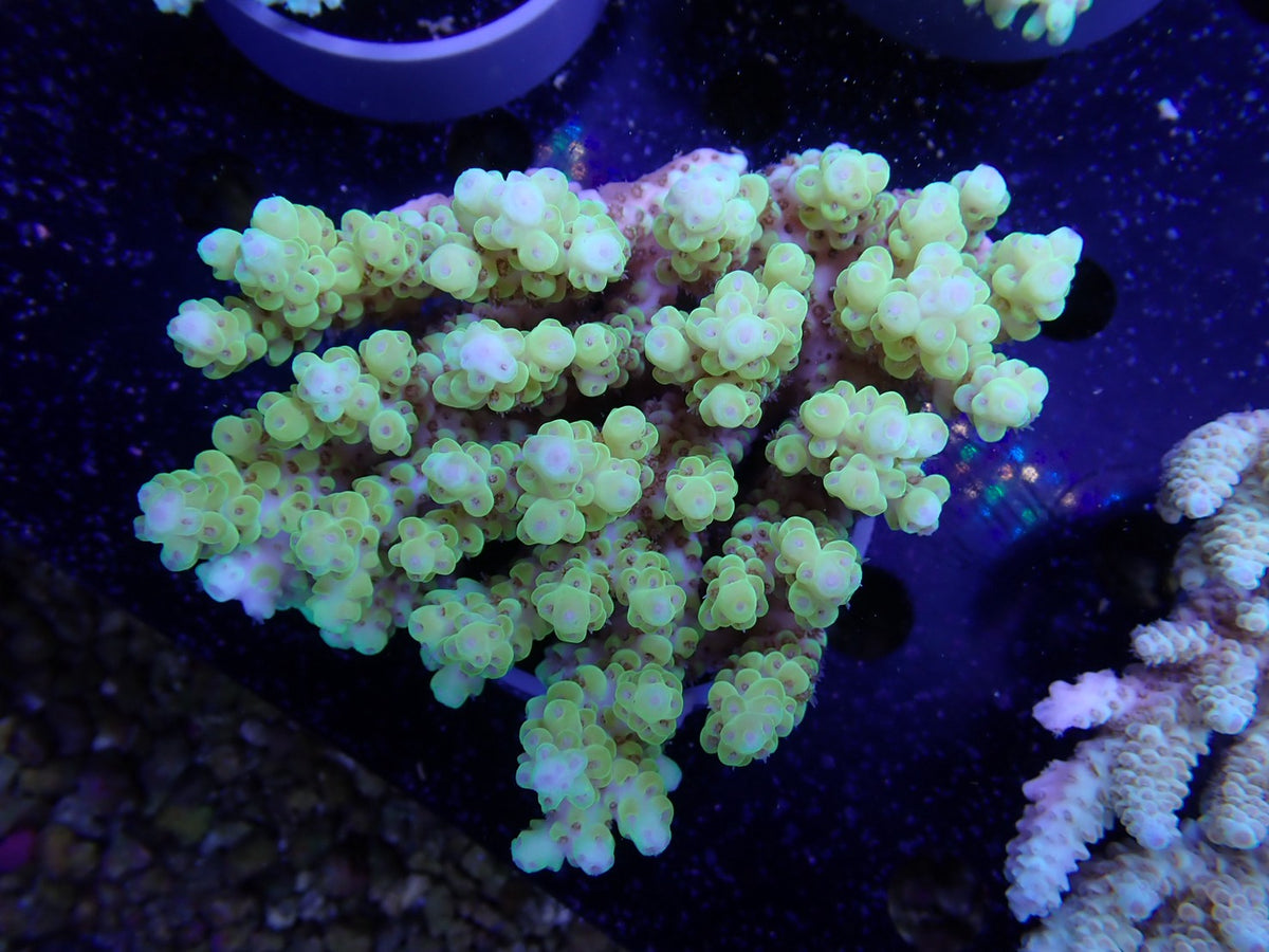 Acropora  オーストラリア産047