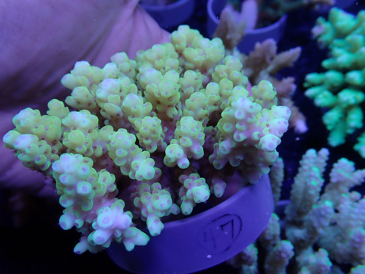 Acropora  オーストラリア産047