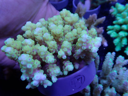Acropora  オーストラリア産047