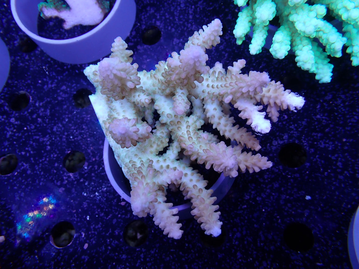 Acropora  オーストラリア産052