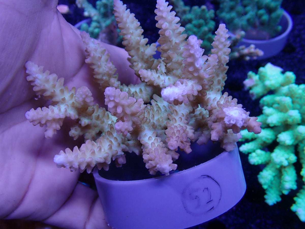 Acropora  オーストラリア産052