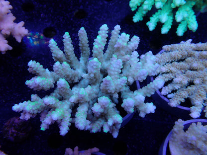 Acropora  オーストラリア産046